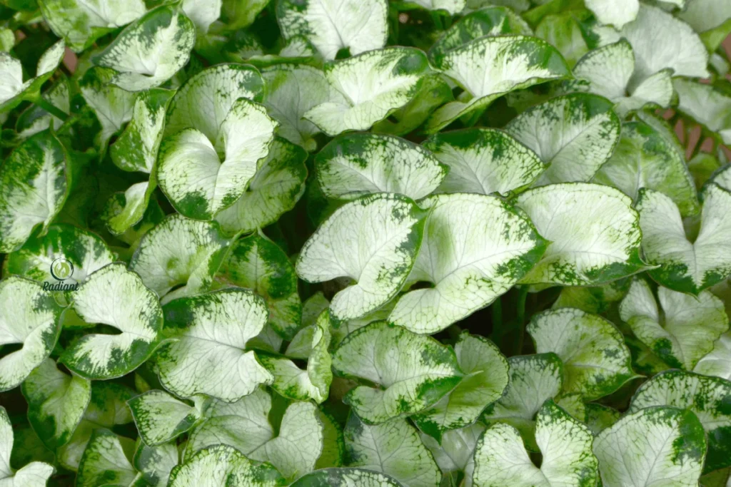 Arrowhead Plant Varieties: From White Butterfly to Pink Splash