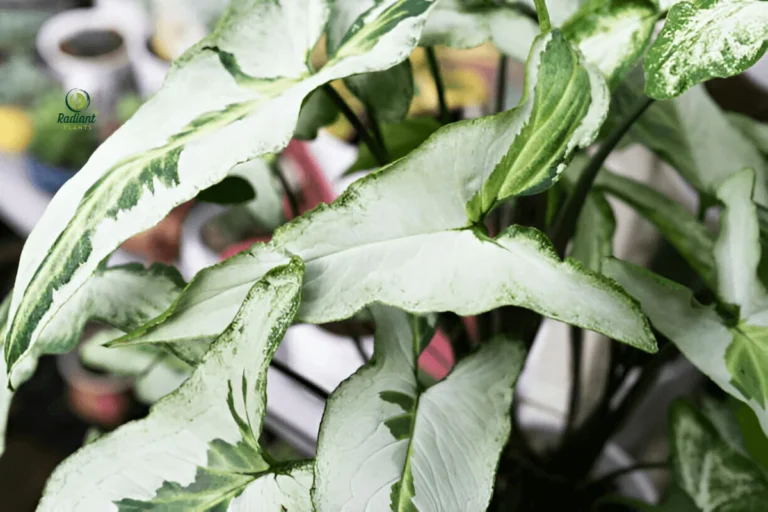 Close-up of Arrowhead Plant Leaf Texture and Patterns