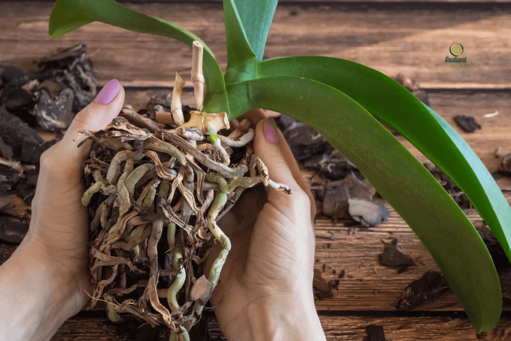 Repotting a Plant After Root Rot