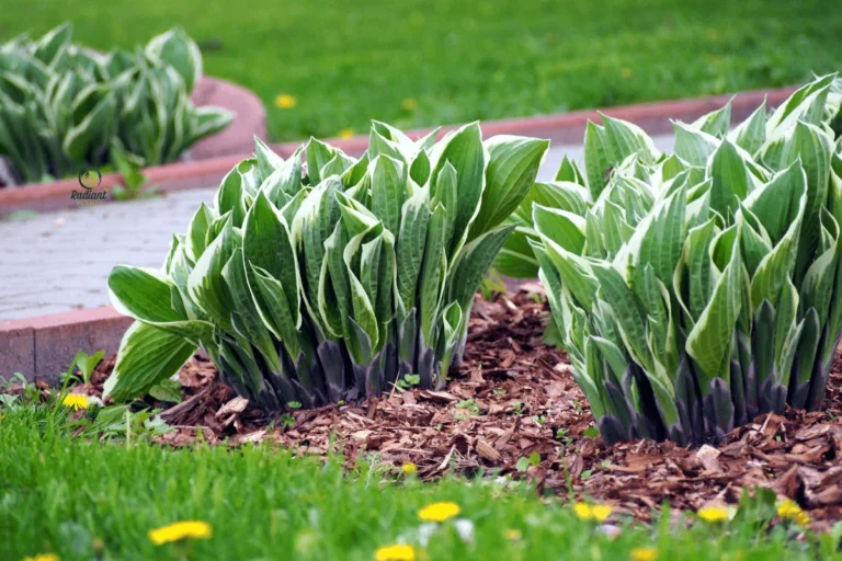 Shade-Loving Hosta Foliage in Garden