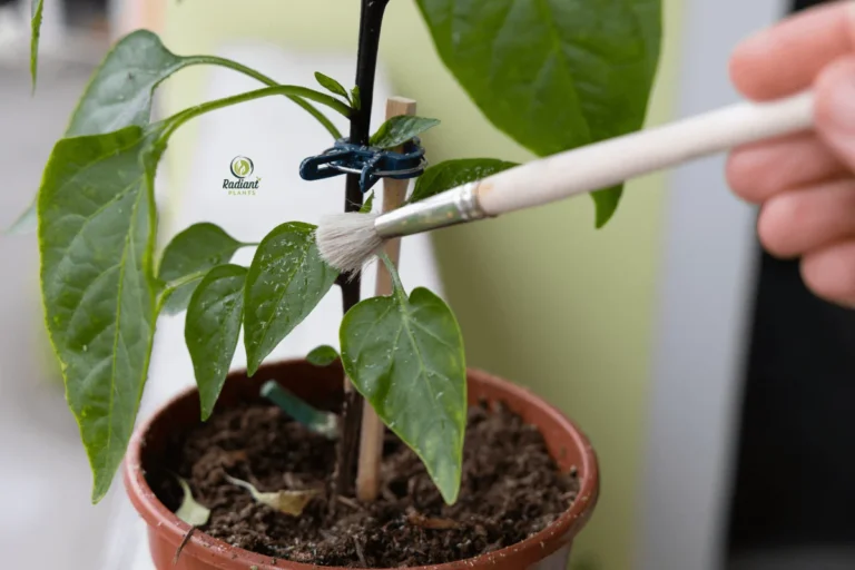 Close-up of whiteflies on plant leaves