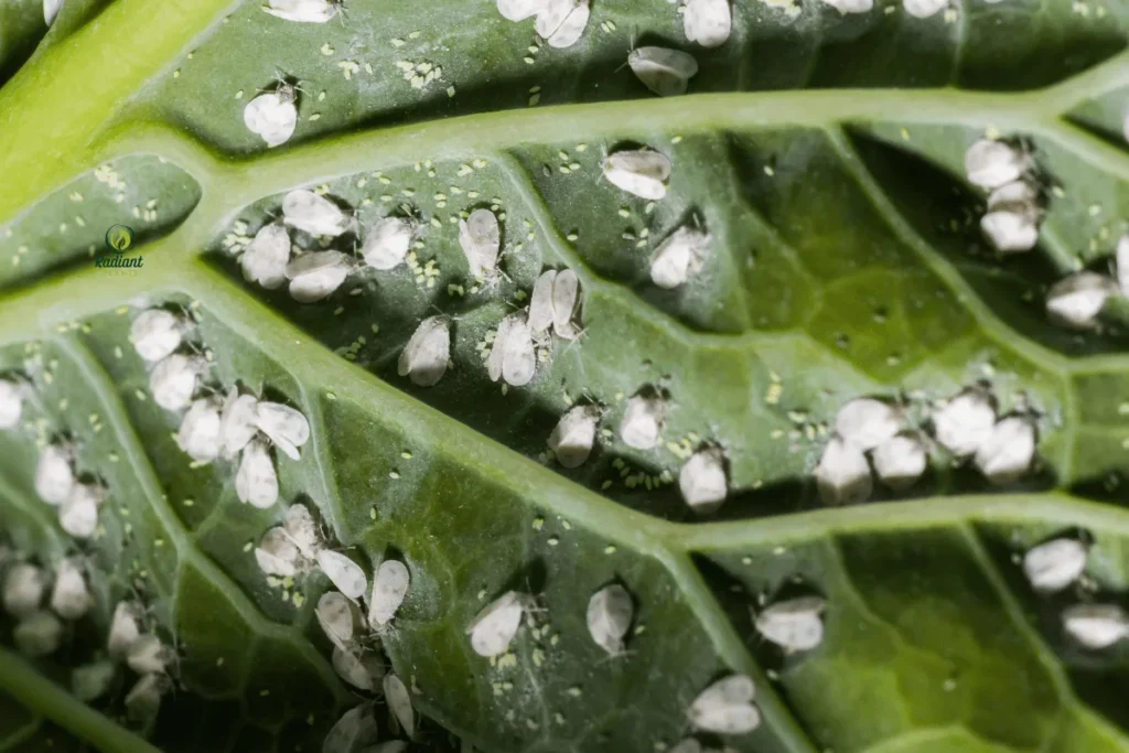 Whiteflies on plants causing leaf damage