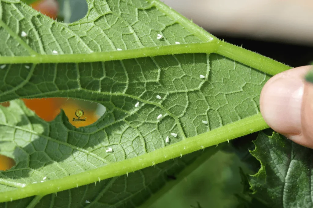 Yellow sticky trap catching whiteflies