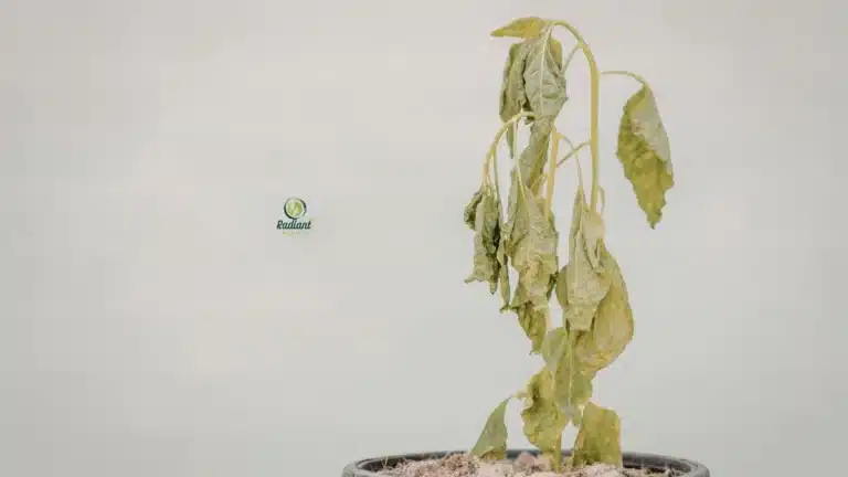 wilting leaves after repotting plant shock