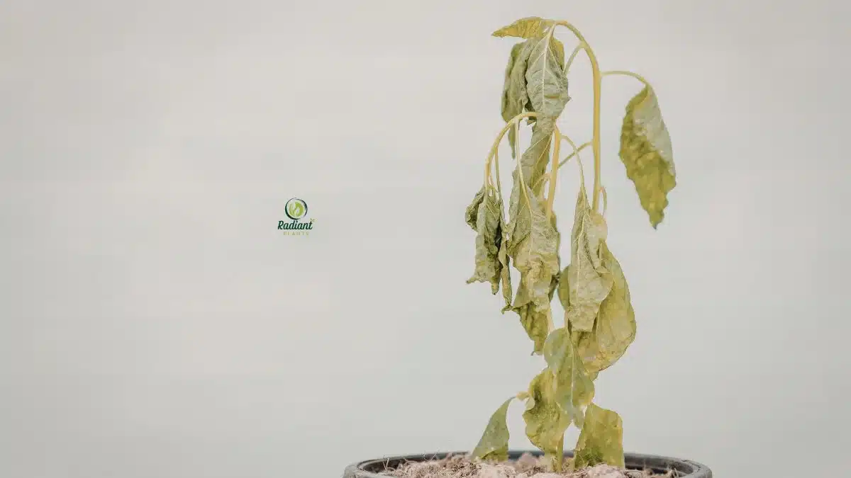 wilting leaves after repotting plant shock