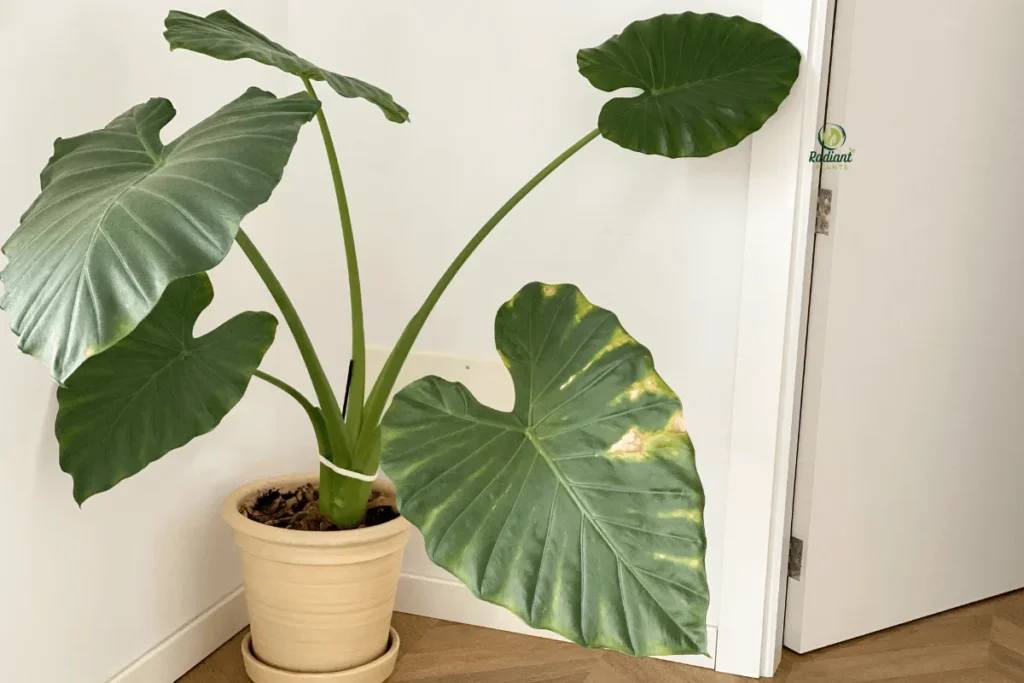 The Golden Warning: Yellow Leaves and Plant Health