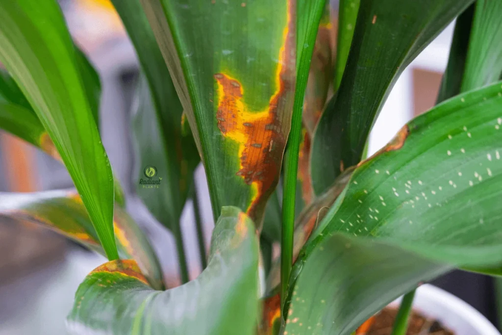 From Stress to Success: Identifying Yellow Leaf Causes