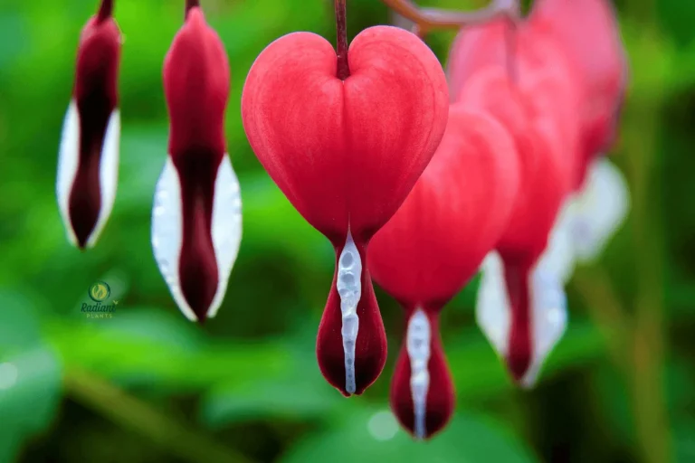 Bleeding Heart Plant Flowers Up Close