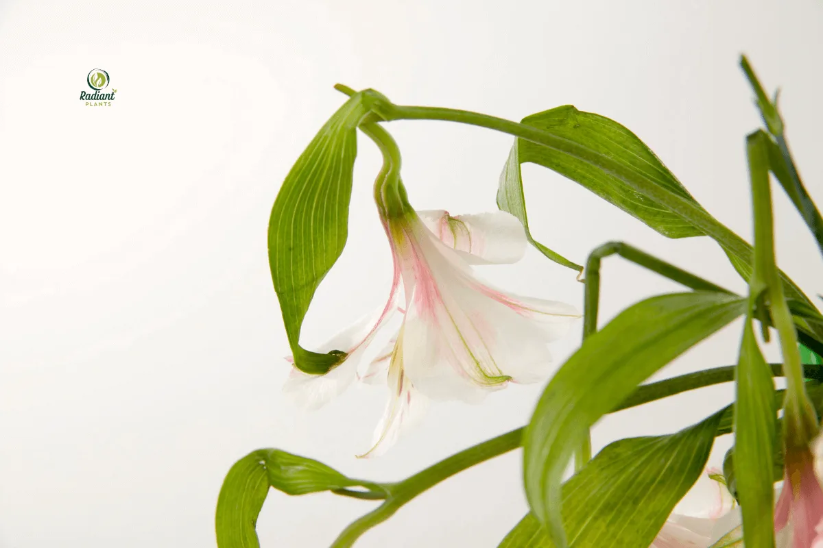 Plant Shock Warning Signs in Indoor Houseplants