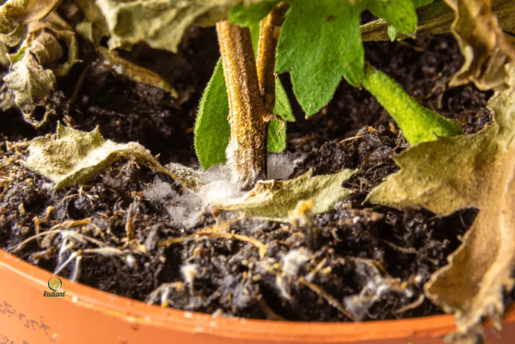 Fungal Growth on Houseplant Potting Mix