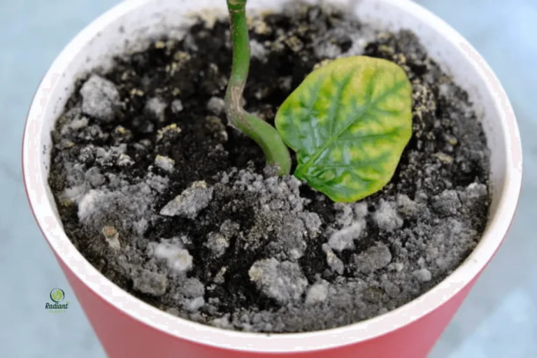 White Mold Growing on Houseplant Soil Surface