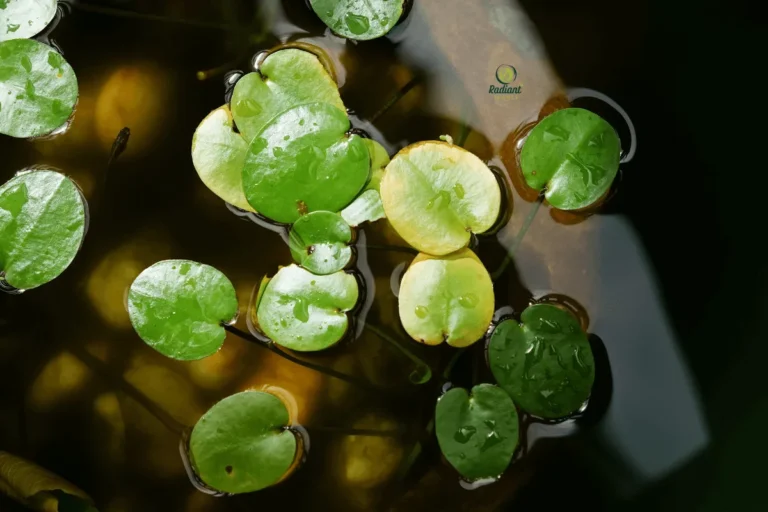 Indoor plant with stunted growth and weak stems from nutrient deficiency