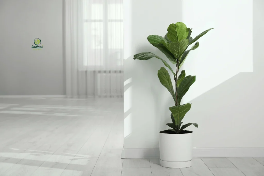 Room-by-Room Plant Placement Guide - Best Plants for Every Room Master the art of indoor gardening with this visual placement guide showing the best plants for every room. See exactly where to position your houseplants for optimal growth and maximum visual impact throughout your home.