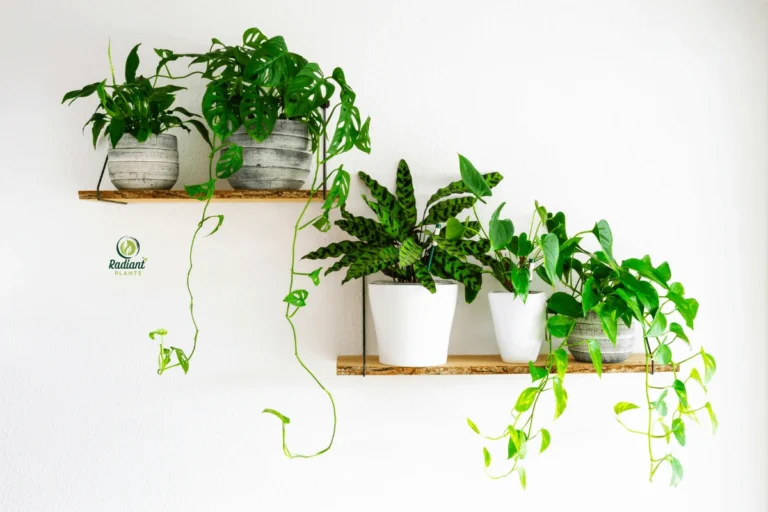 Shelf plants that thrive indoors displayed on white floating shelves in bright living room