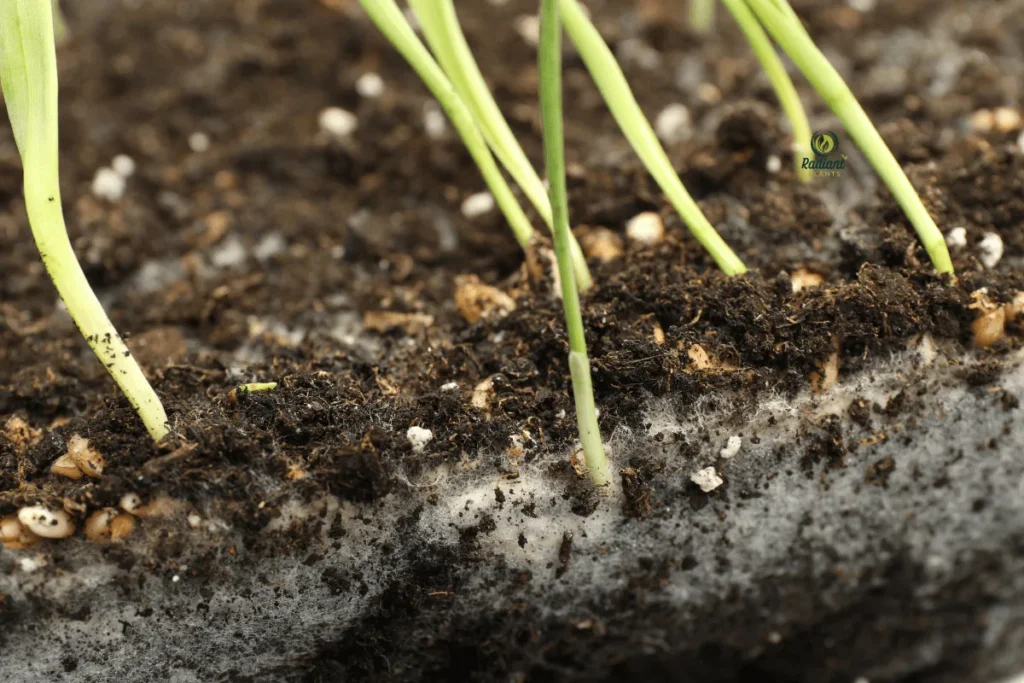 Moldy Soil Problem in Indoor Plant Container