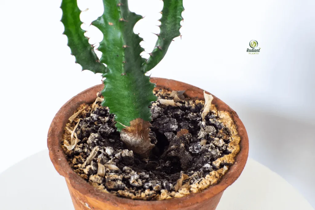 Mold on Plant Soil in Indoor Garden Container