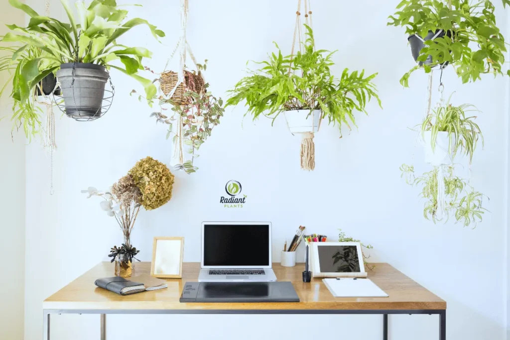 Natural light shining on indoor hanging plants in a cozy office setup