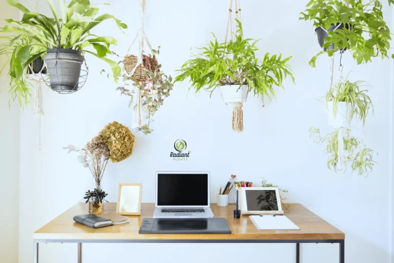 Natural light shining on indoor hanging plants in a cozy office setup