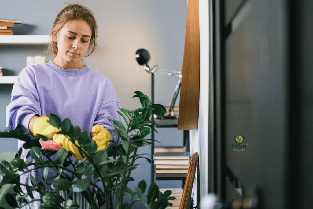 Care Tips for Low Light Plants