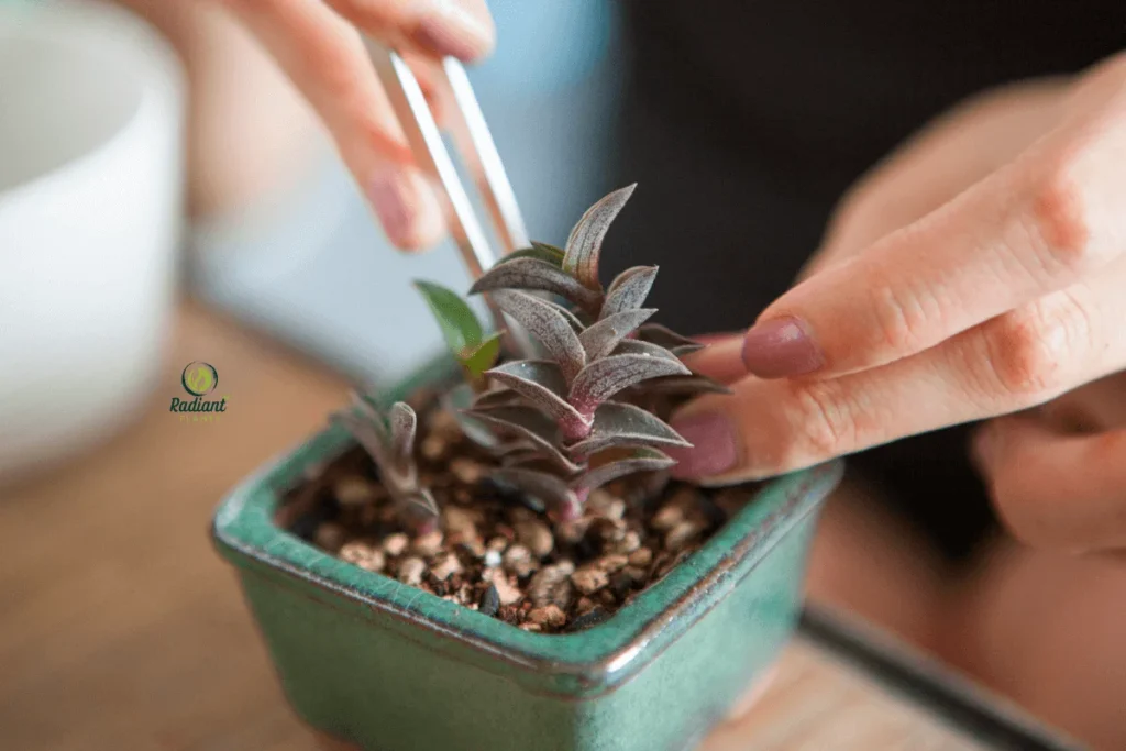 Checking soil and placing common indoor plants near a bright window for healthy light exposure