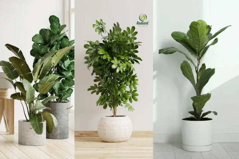 Lighting needs for [Indoor Tree Plants] from bright windows to low-light corners