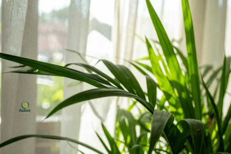 Indoor palm plants have been cherished for centuries due to their graceful appearance, tropical charm, and ability to thrive indoors.