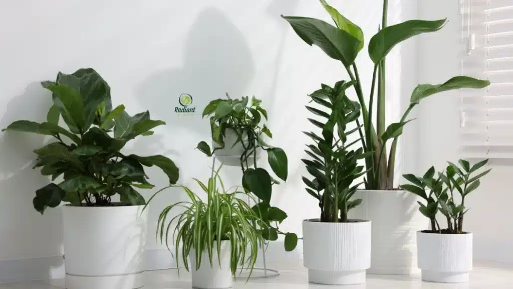 Low light indoor plants comparison including ZZ plant, pothos, snake plant, cast iron plant, and parlor palm