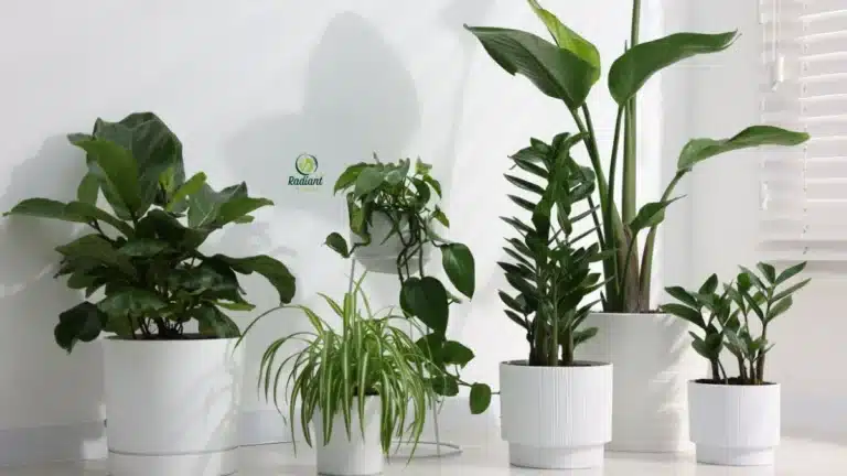 Low light indoor plants comparison including ZZ plant, pothos, snake plant, cast iron plant, and parlor palm