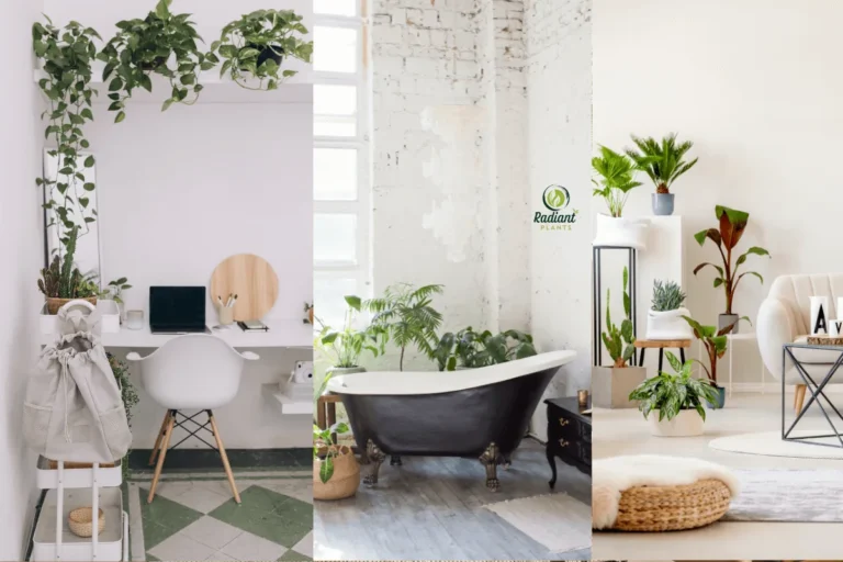 Low light indoor plants styled in bedroom, bathroom, and office spaces