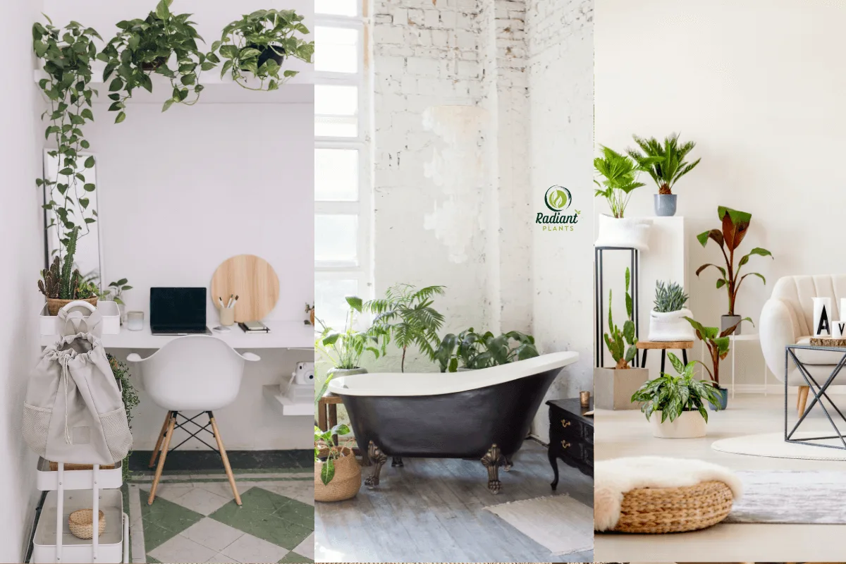 Low light indoor plants styled in bedroom, bathroom, and office spaces
