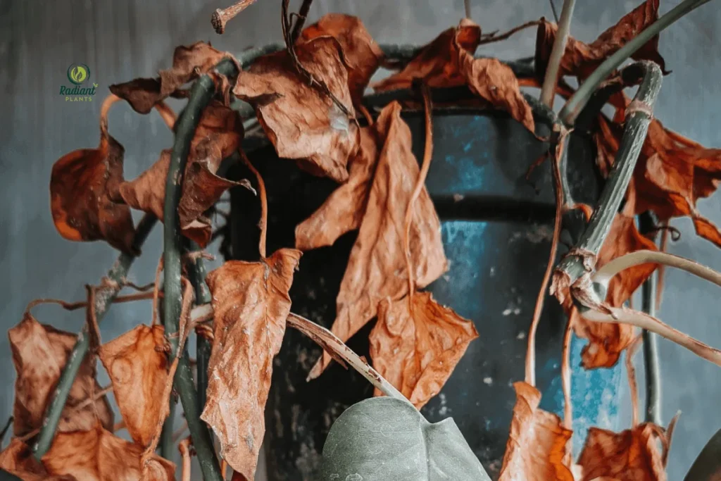 Common problems caused by indoor plant fertilizer like leaf burn and salt buildup