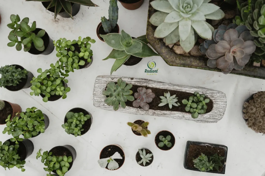 Various types of succulent plants with thick, fleshy leaves for water storage