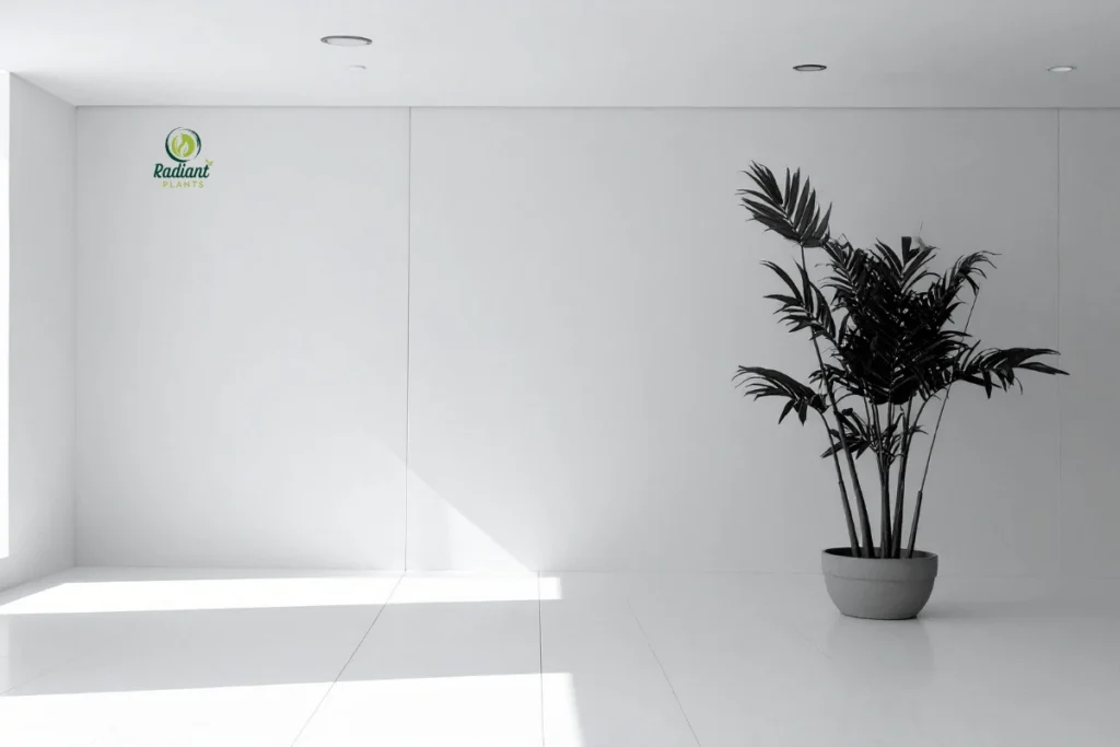 Comparison of plant growth in bright light vs low light indoor settings.