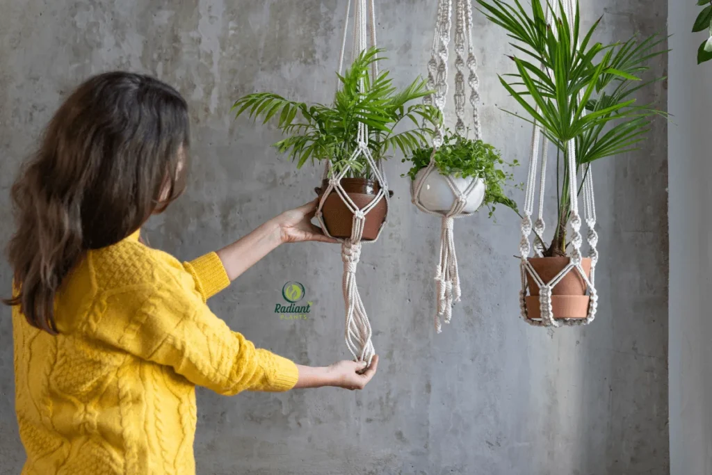 Indoor hanging plant in bathroom showing humidity-loving air-purifying fern