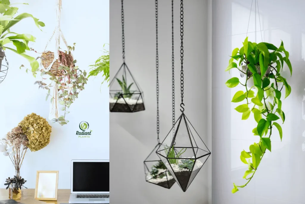 Display of indoor hanging plants in various home spaces like kitchen, bath, and office