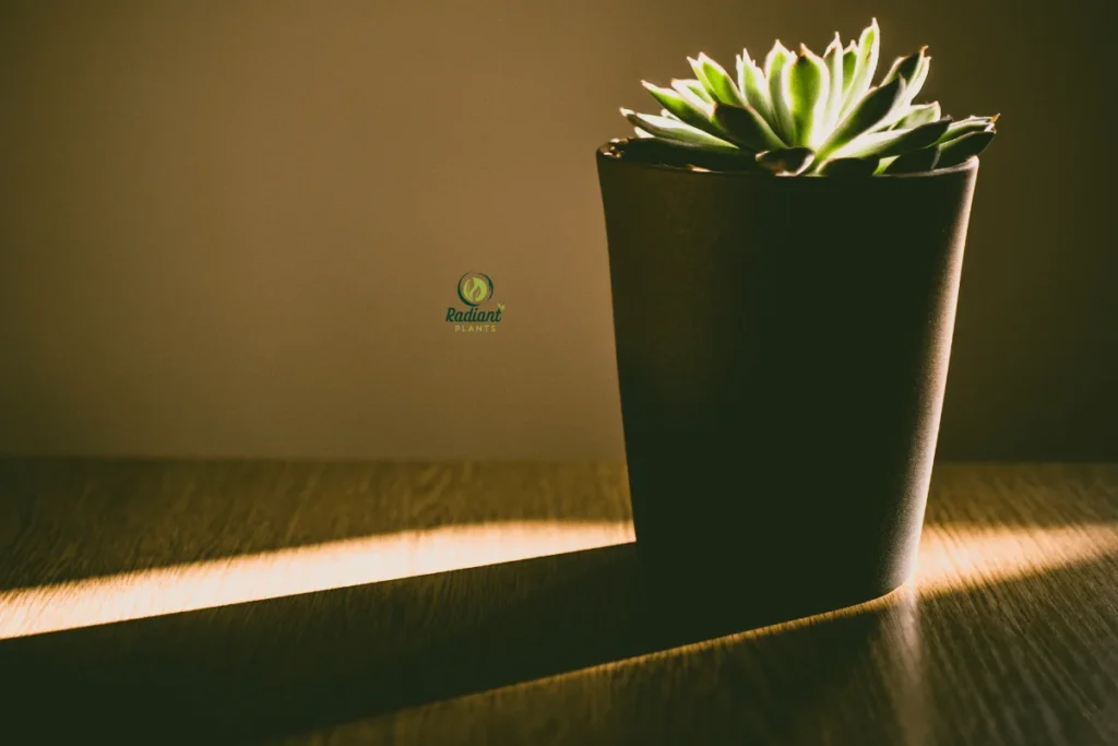 Diagram showing light levels for the best low light indoor plants in indoor environments.