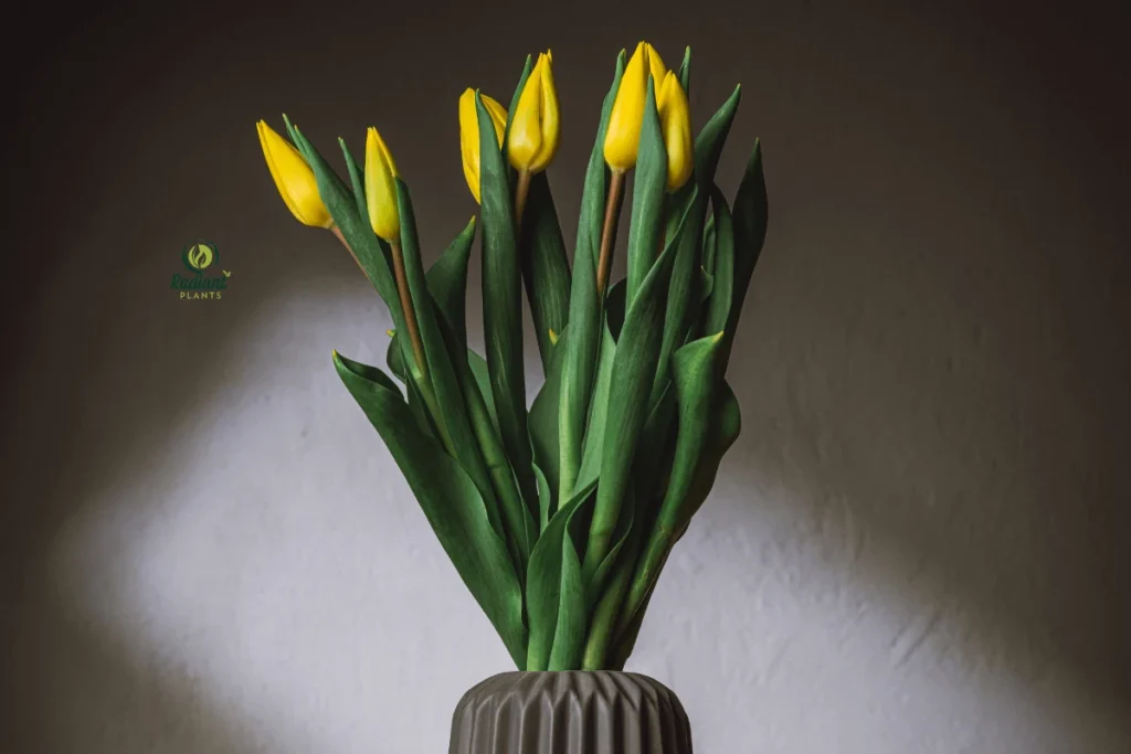 Seasonal care calendar for yellow tulips including watering and deadheading