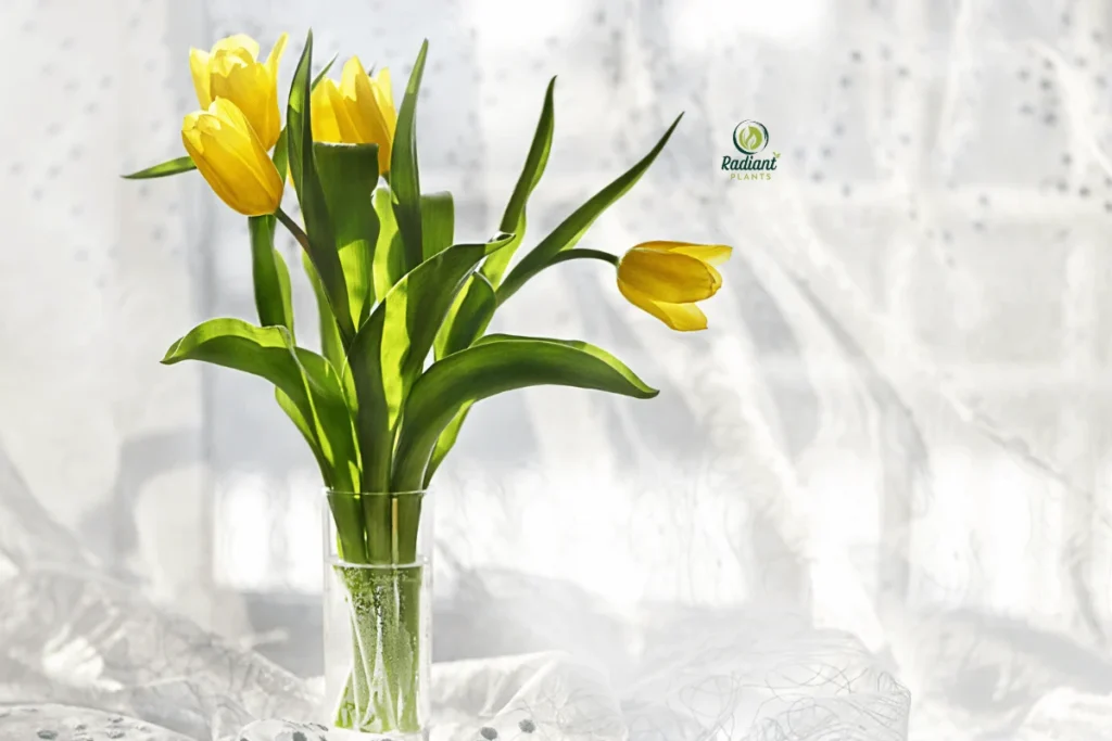 Labeled yellow tulip varieties known for perennial reblooming