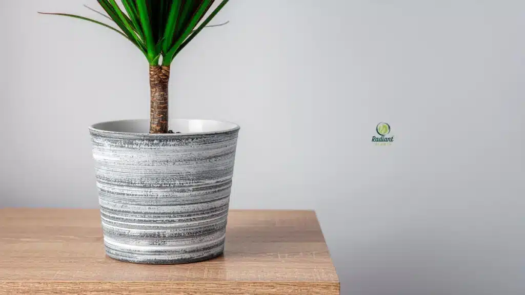 Yellow leaves on Dracaena caused by overwatering