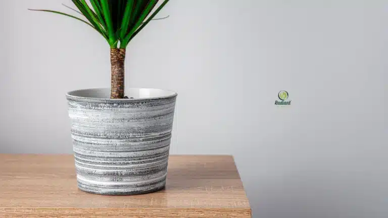 Caring for a Dracaena Plant Indoors Made Easy