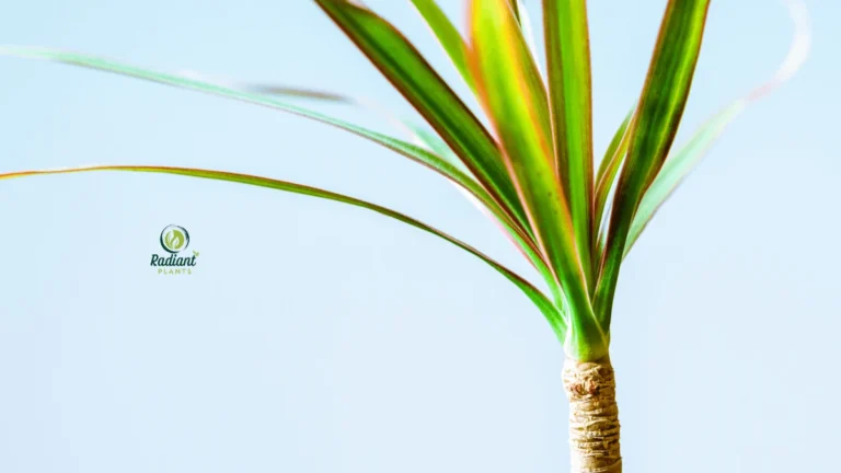 Healthy Dracaena plant with green striped leaves showing proper plant care in bright indirect light