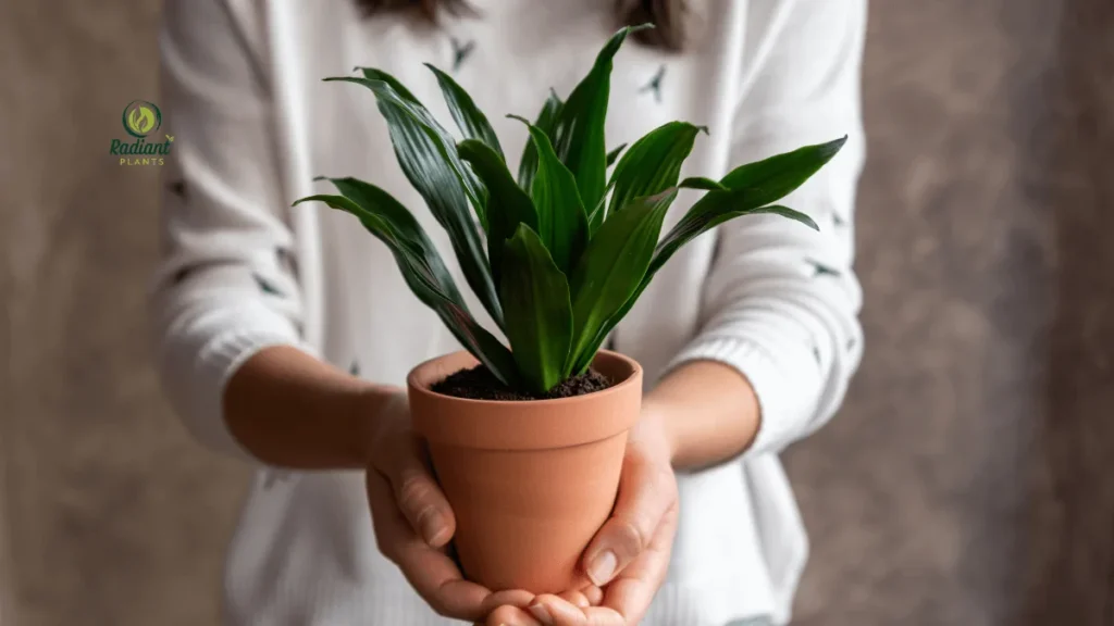Proper Dracaena plant care watering technique showing water draining from pot