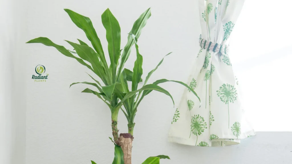 Dracaena plant care demonstration showing well-watered plant with no brown leaf tips