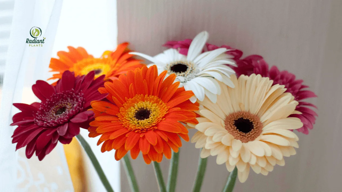 Colorful Flowering Daisy Plants Collection