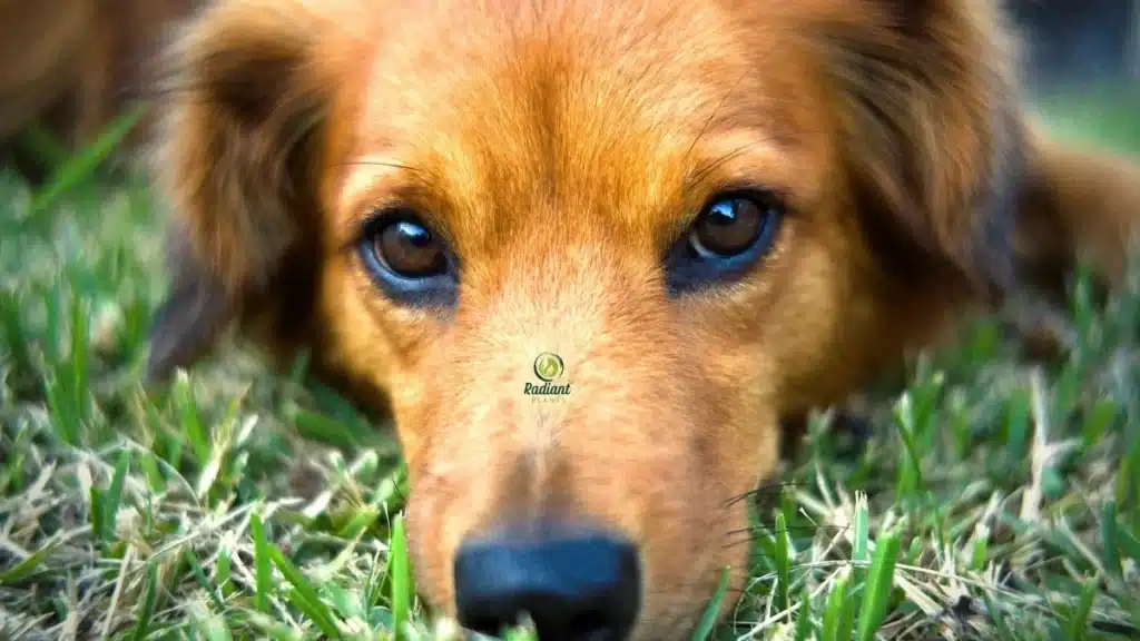 Is Dracaena Toxic to Pets