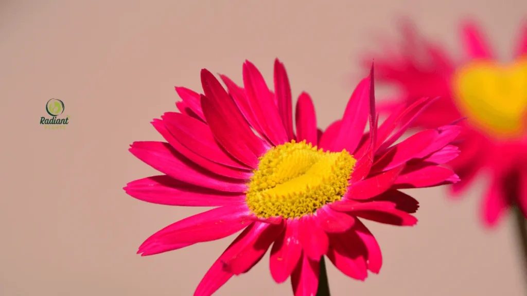 Flowering Daisy Plants Adding Charm Indoors