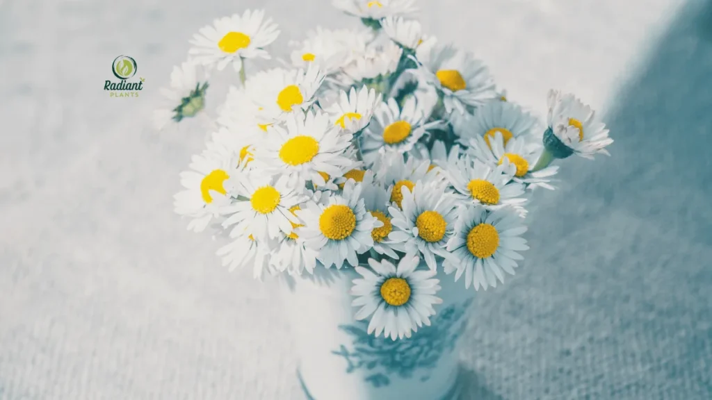 Bright Yellow Flowering Daisy Plants in Bloom