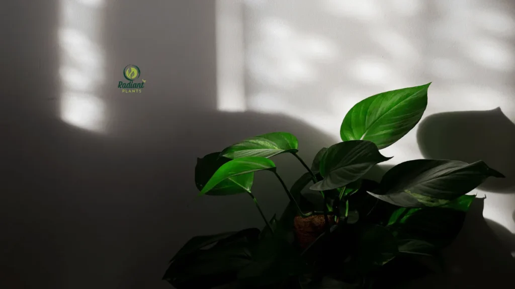 "Best Plants for Indoors With Little Light" Illustration showing different indoor light levels, with examples of low-light areas such as a north-facing room, shaded hallway, and bathroom with frosted glass, highlighting where low-light houseplants can thrive.