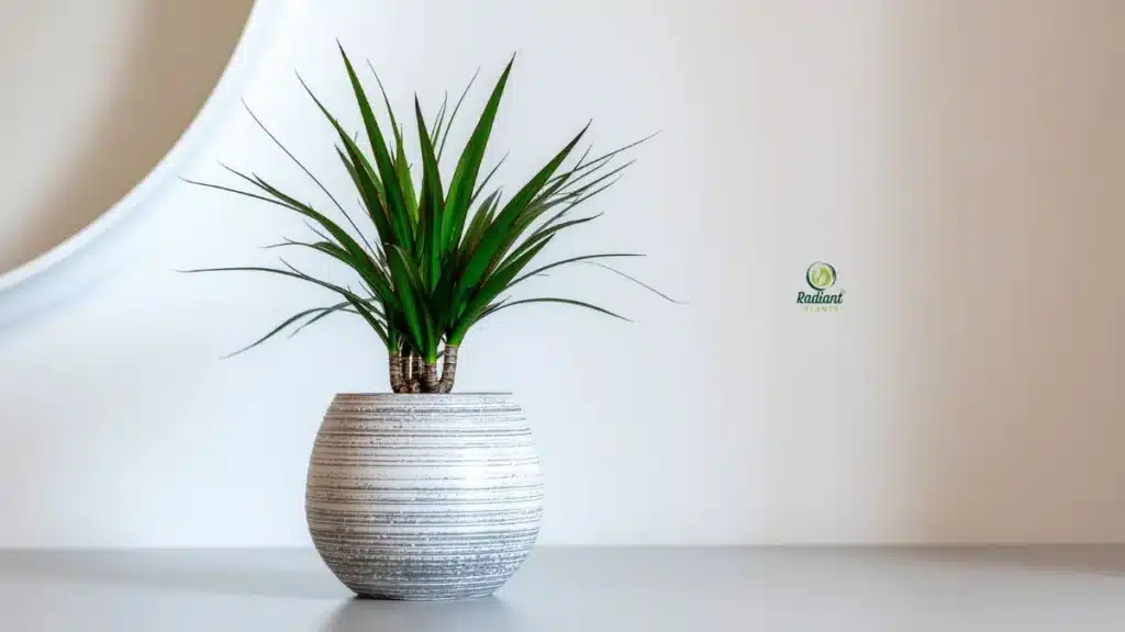 Dracaena plant placed in bright indirect light near window