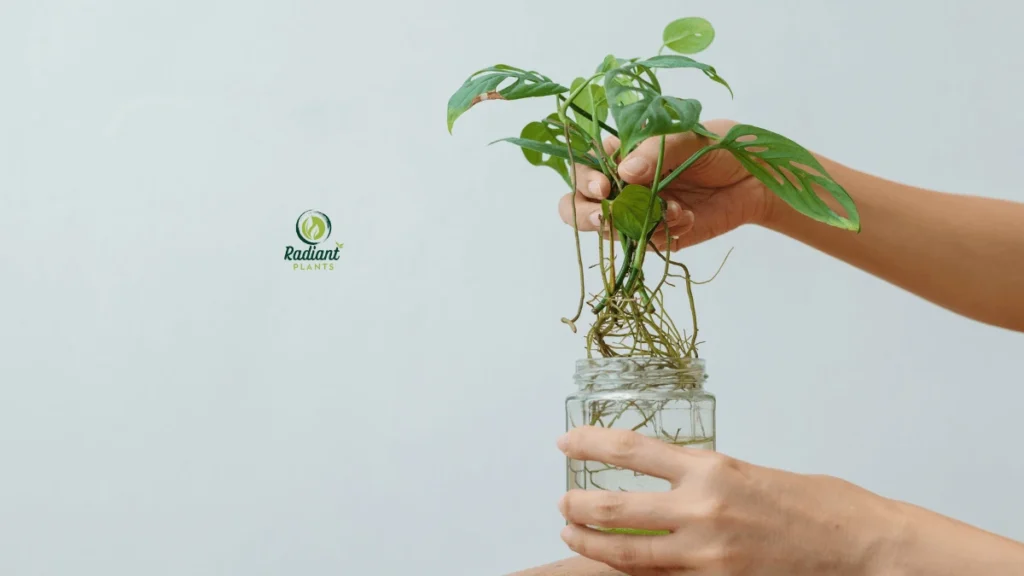 Close-up of a Monstera stem wrapped in moist sphagnum moss for air layering, showing an alternative propagation method.